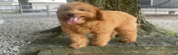 Mini Goldendoodle dogs for sale: Molly Mini Goldendoodle  - Ad 3