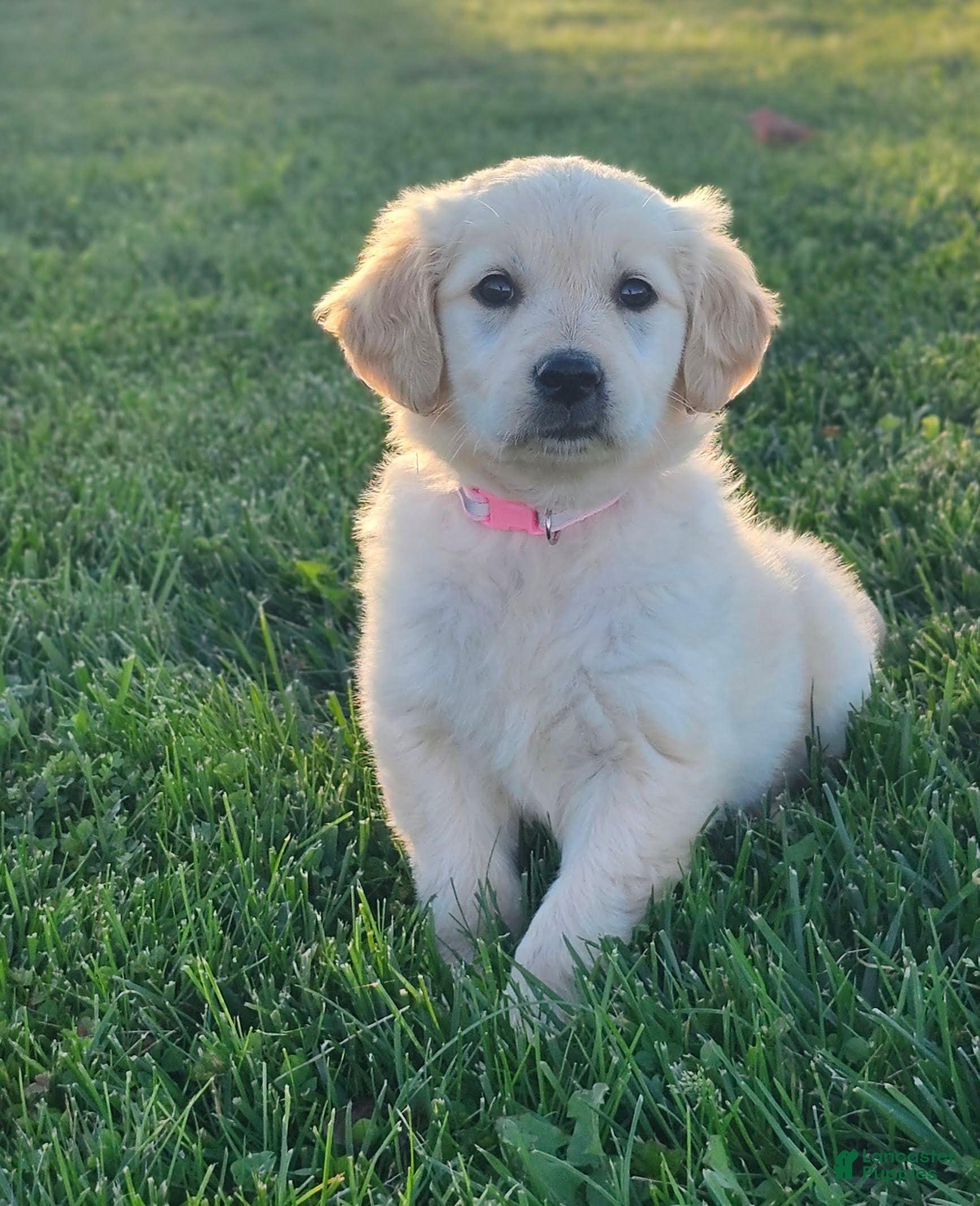 Golden Retriever dogs Daisy - Ad 1