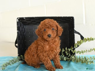 Toy Poodle dogs for sale: Teddy - Ad 1