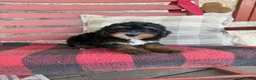 Mini Bernedoodle dogs for sale: Benny - Ad 4