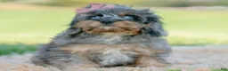 Cavapoo dogs for sale: Toodles - Ad 2