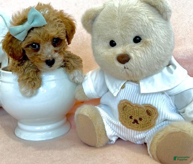 Toy Poodle dogs Toy Poodle 1 - Ad 26