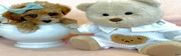 Toy Poodle dogs for sale: Toy Poodle 1 - Ad 1