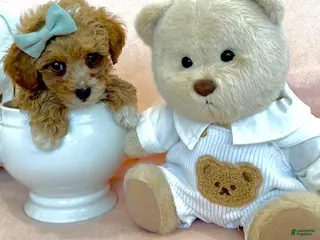 Toy Poodle dogs Toy Poodle 1 - Ad 26