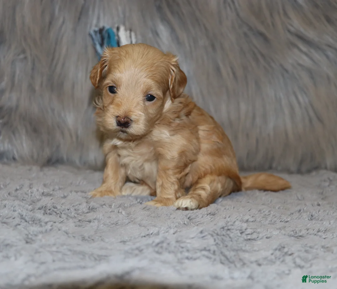 Havapoo dogs for sale: Asher 👨‍👨‍👦‍👦💞🐕 Miniature - Ad 20