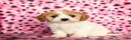 Cavachon dogs for sale: Barbie - Ad 2