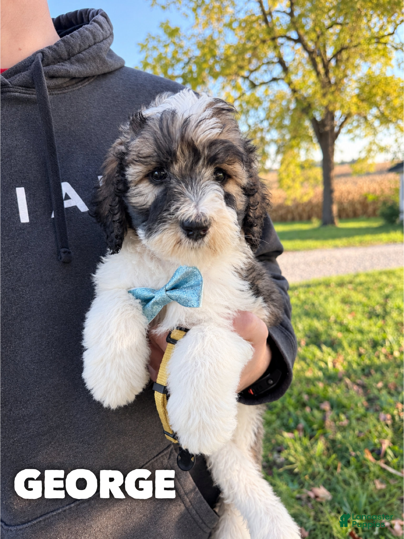 Saint Berdoodles dogs for sale: George - standard f1b - Ad 6
