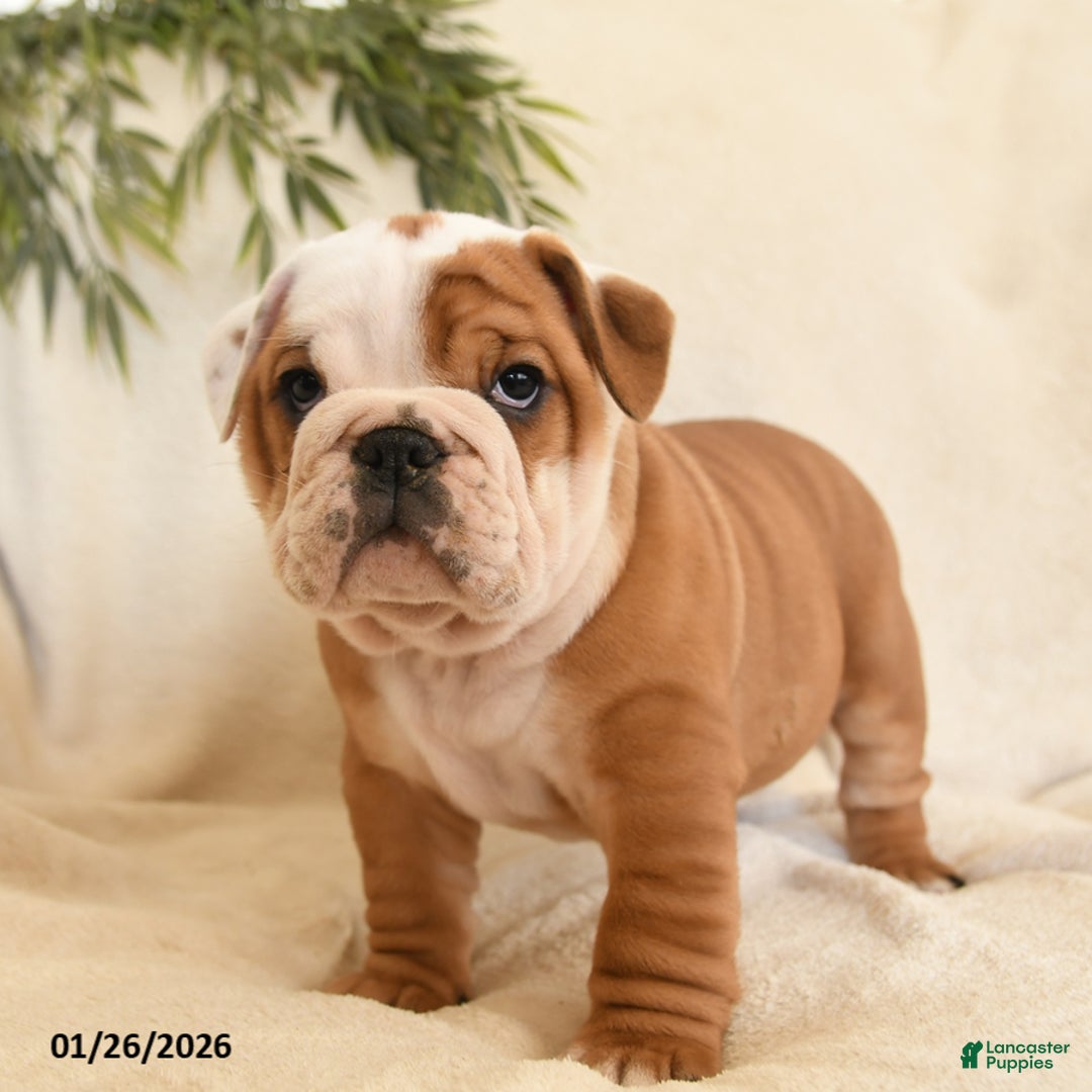 English Bulldog dogs for sale: Beatrice - Ad 4