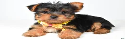 Yorkshire Terrier dogs for sale: Robby - Ad 1