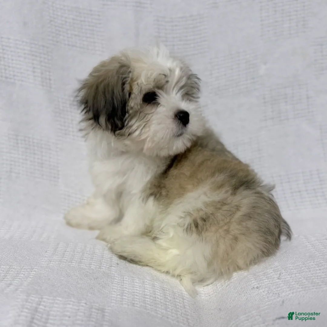 Malshi dogs for sale: Gravy - Ad 8