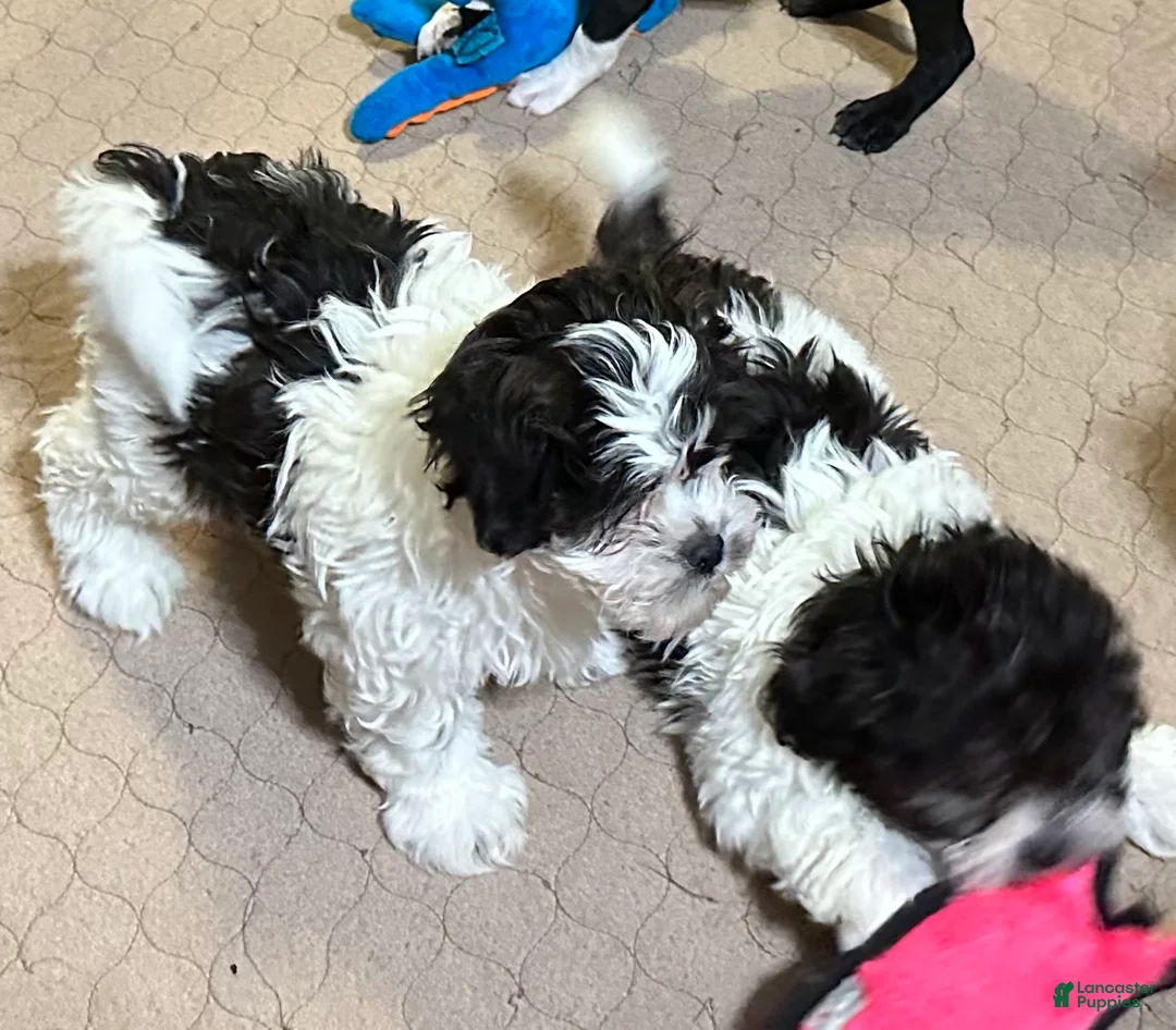 Shihpoo dogs for sale: Shihpoo Puppy 2 - Ad 3