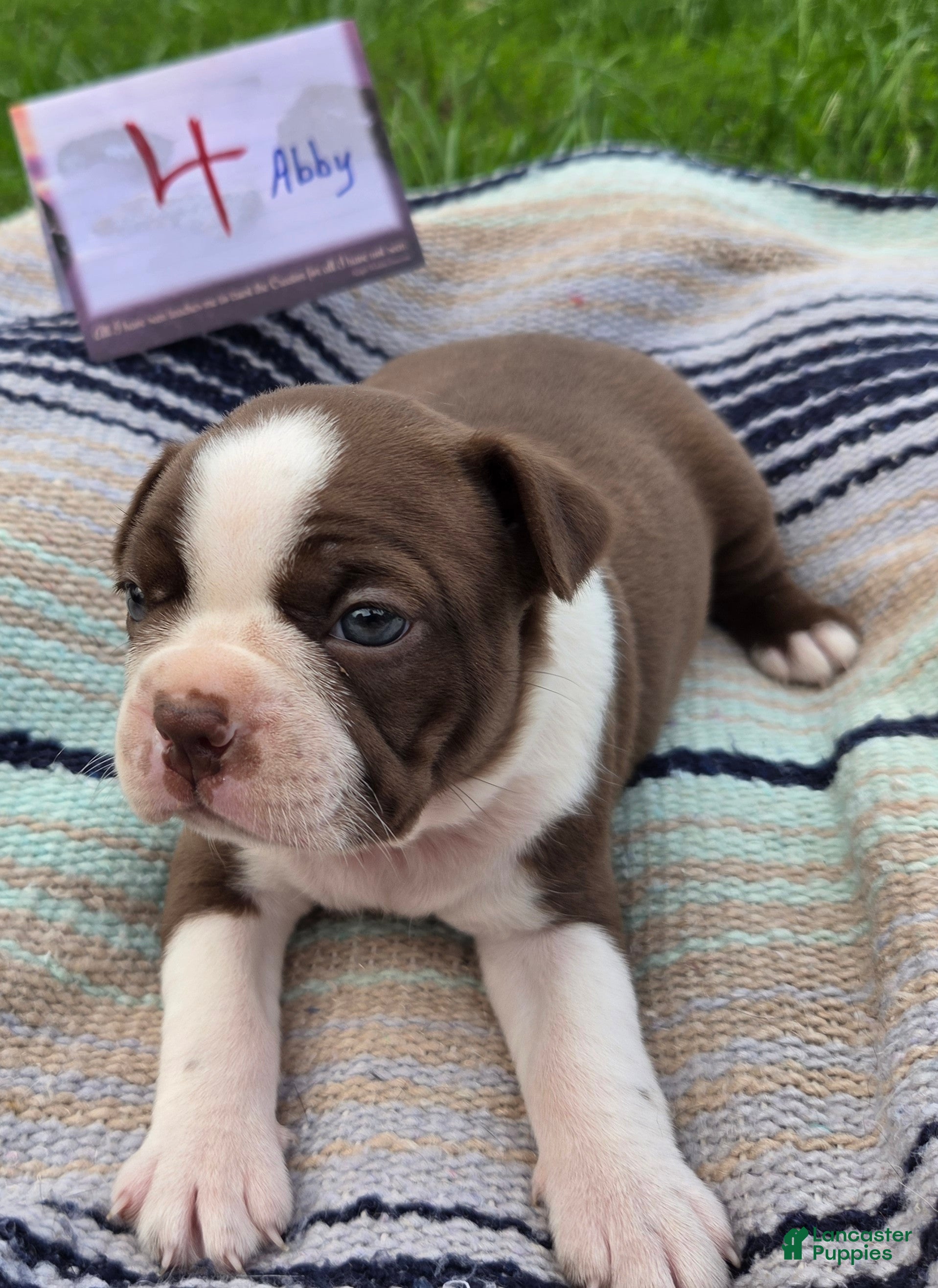 Boston Terrier dogs Abby Boston Terrier 4 - Ad 8