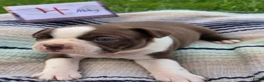 Abby Boston Terrier 4