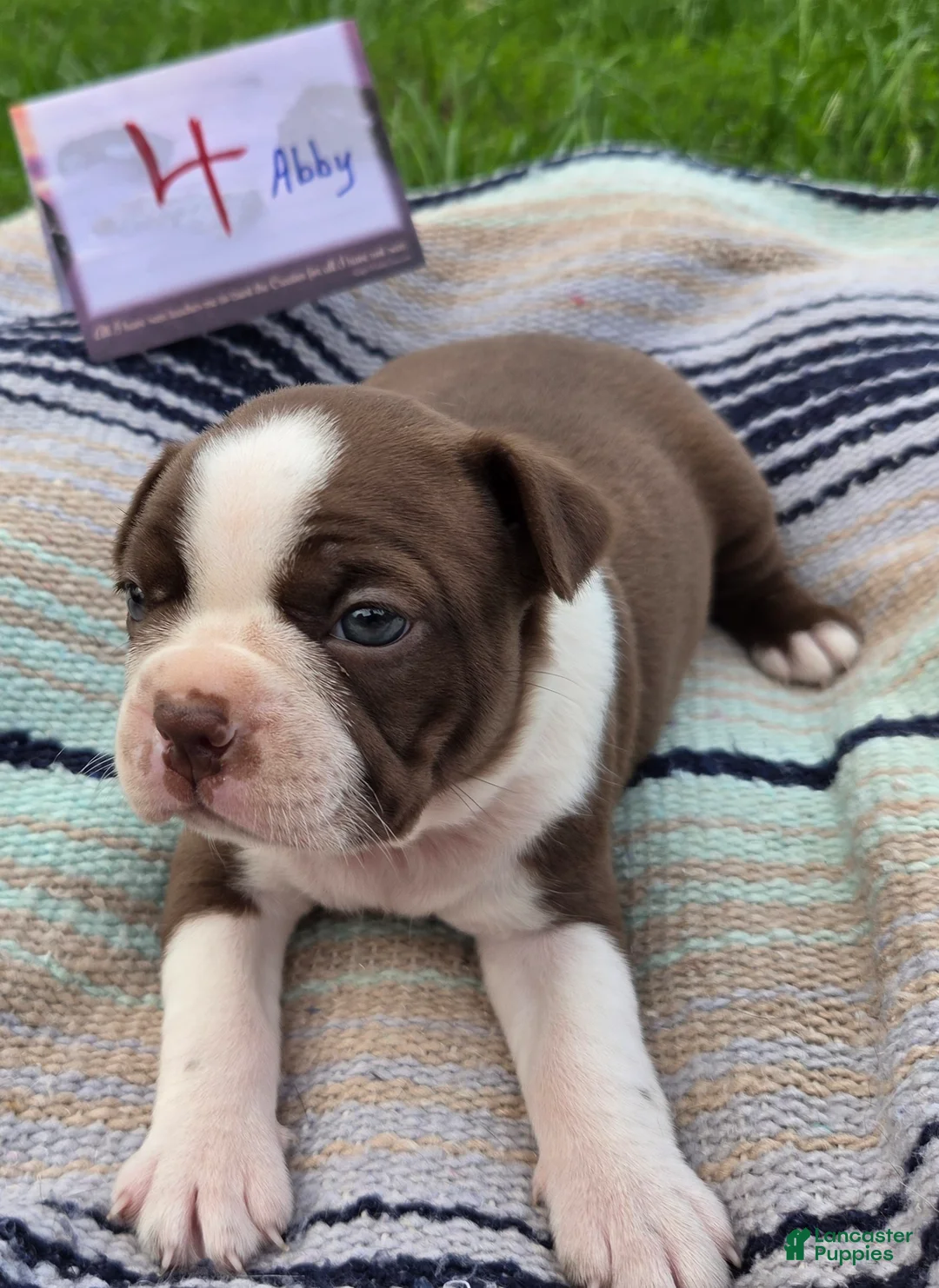 Boston Terrier dogs for sale: Abby Boston Terrier 4 - Ad 1