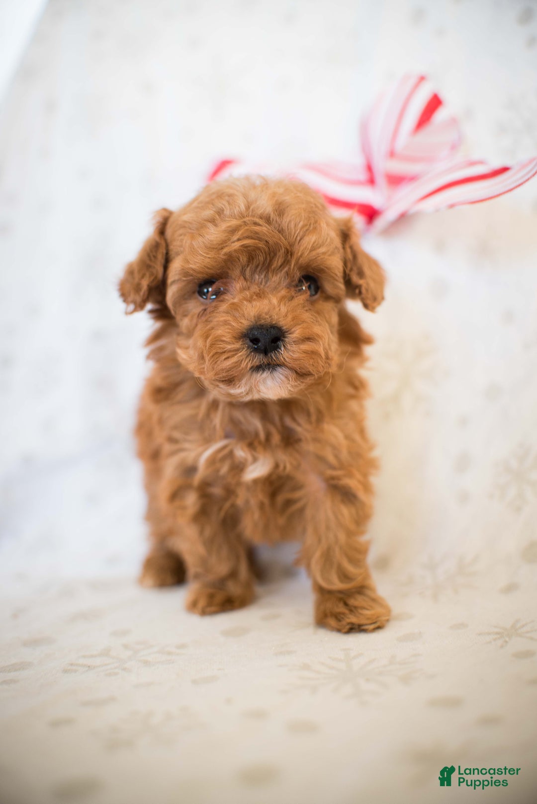 Miniature Poodle dogs for sale: Tiny Tim - Ad 2