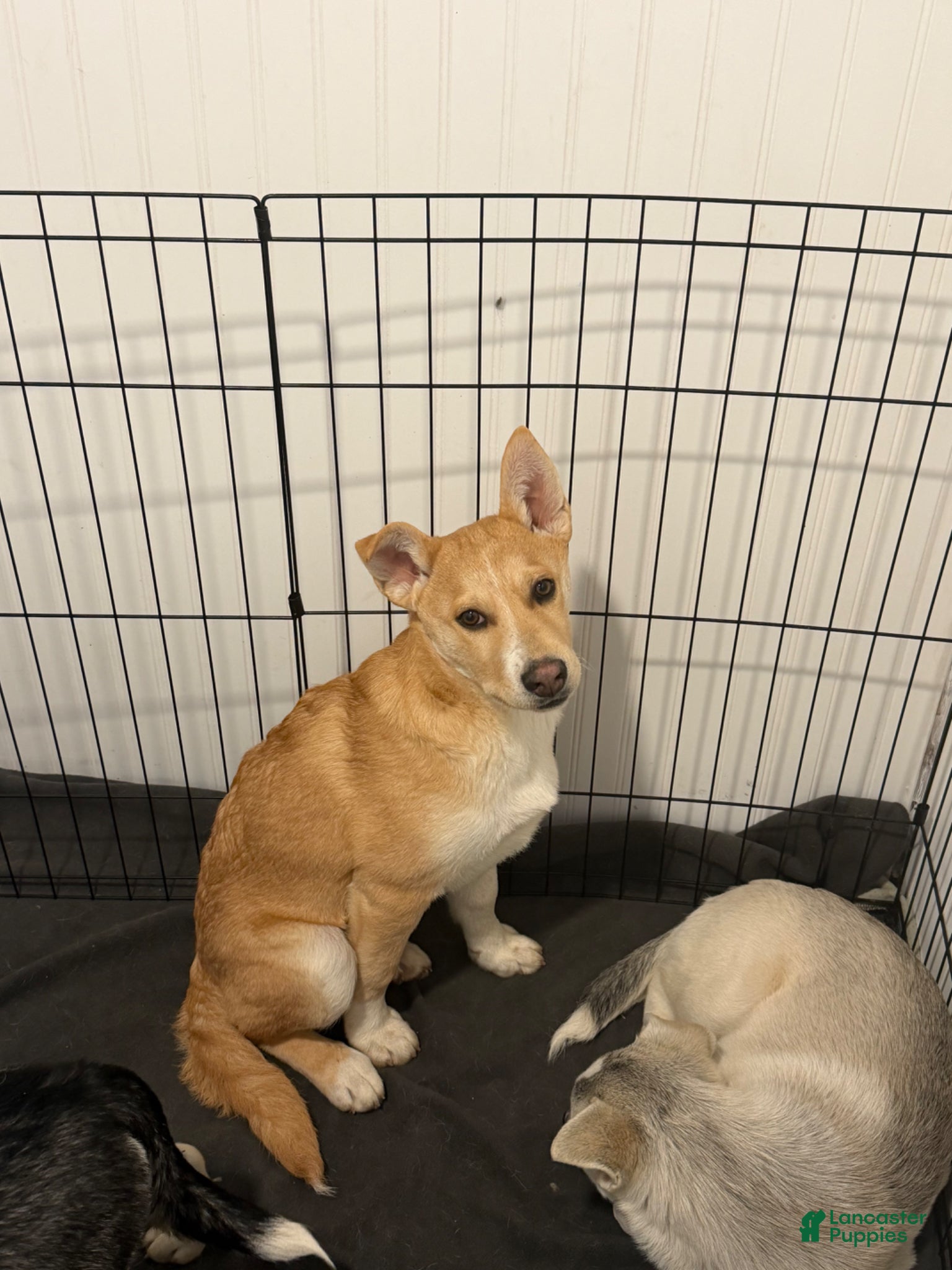 Mixed Breed dogs Mr. man - Ad 1