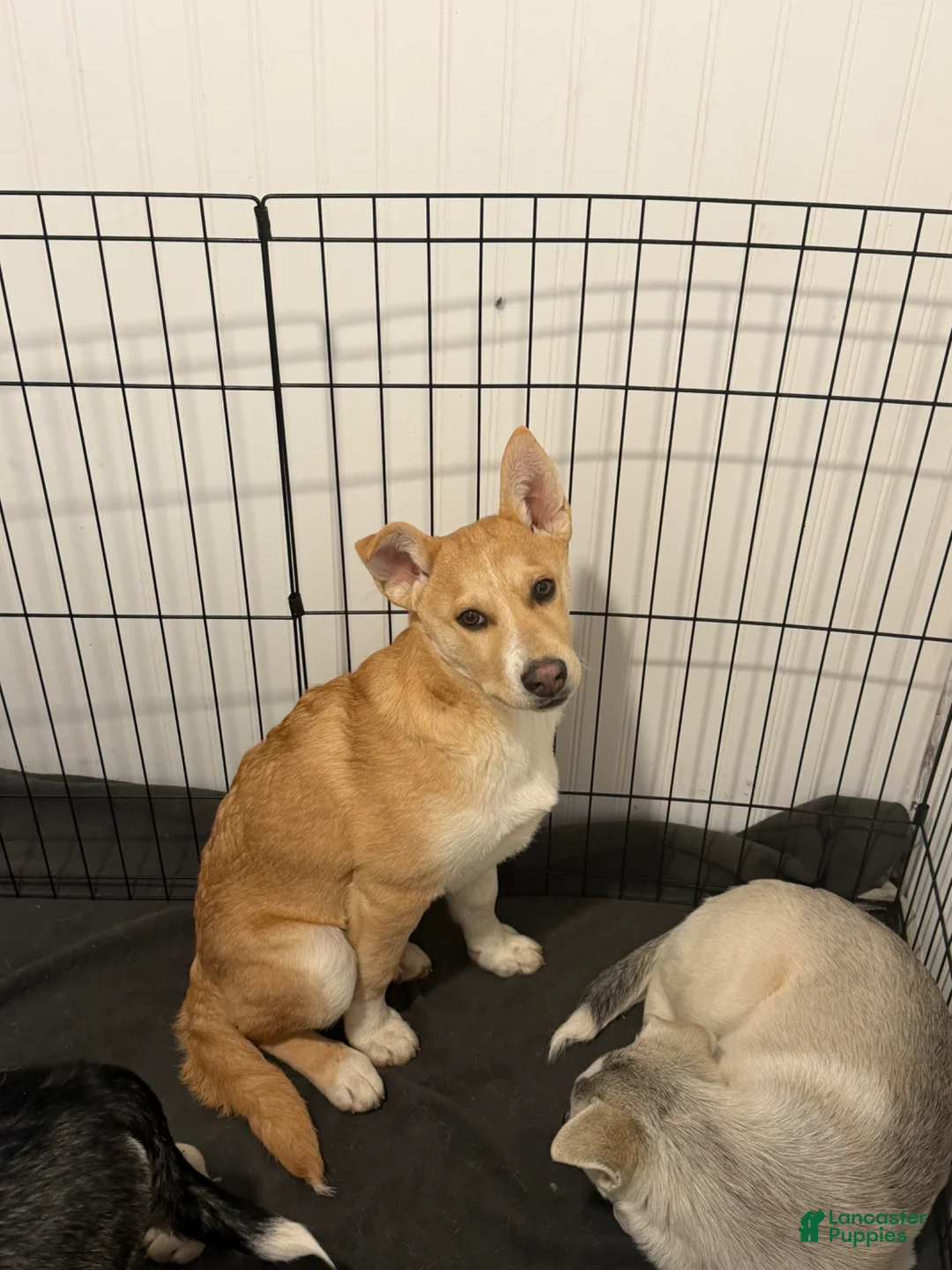 Mixed Breed dogs for sale: Mr. man - Ad 1