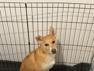 Mixed Breed dogs Mr. man - Ad 3