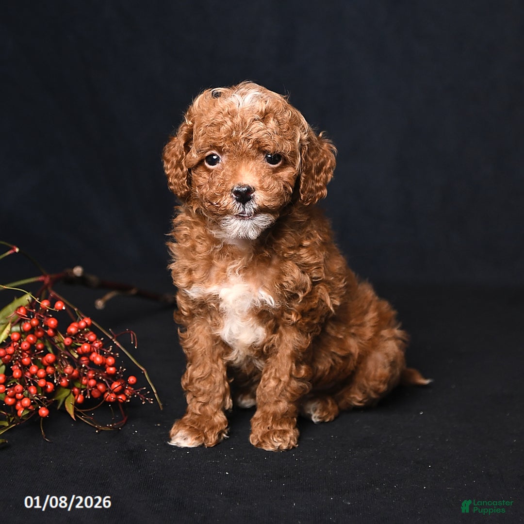 Toy Poodle dogs for sale: Mickey - Ad 3