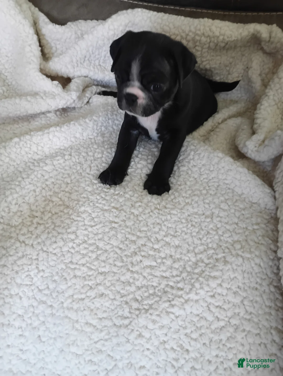 Pug dogs for sale: Pug Puppy 2 - Ad 1