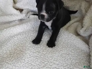 Pug dogs Pug Puppy 2 - Ad 4