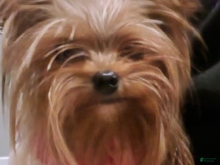 Yorkshire Terrier dogs Princess - Ad 24