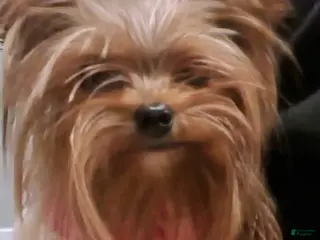 Yorkshire Terrier dogs Princess - Ad 35