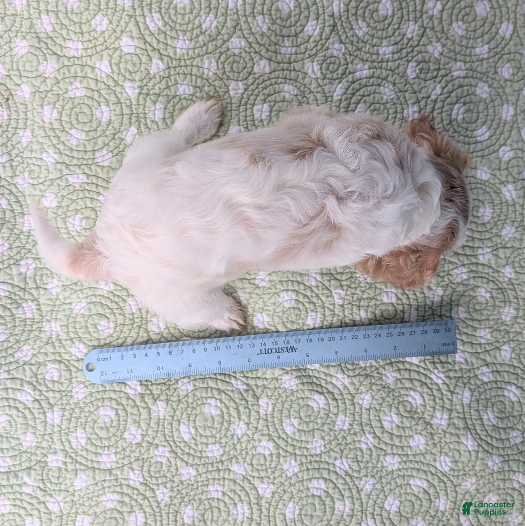 Cavalier King Charles Spaniel dogs for sale: Zazzles - Ad 10