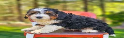Mini Bernedoodle dogs for sale: Ranger - Ad 3