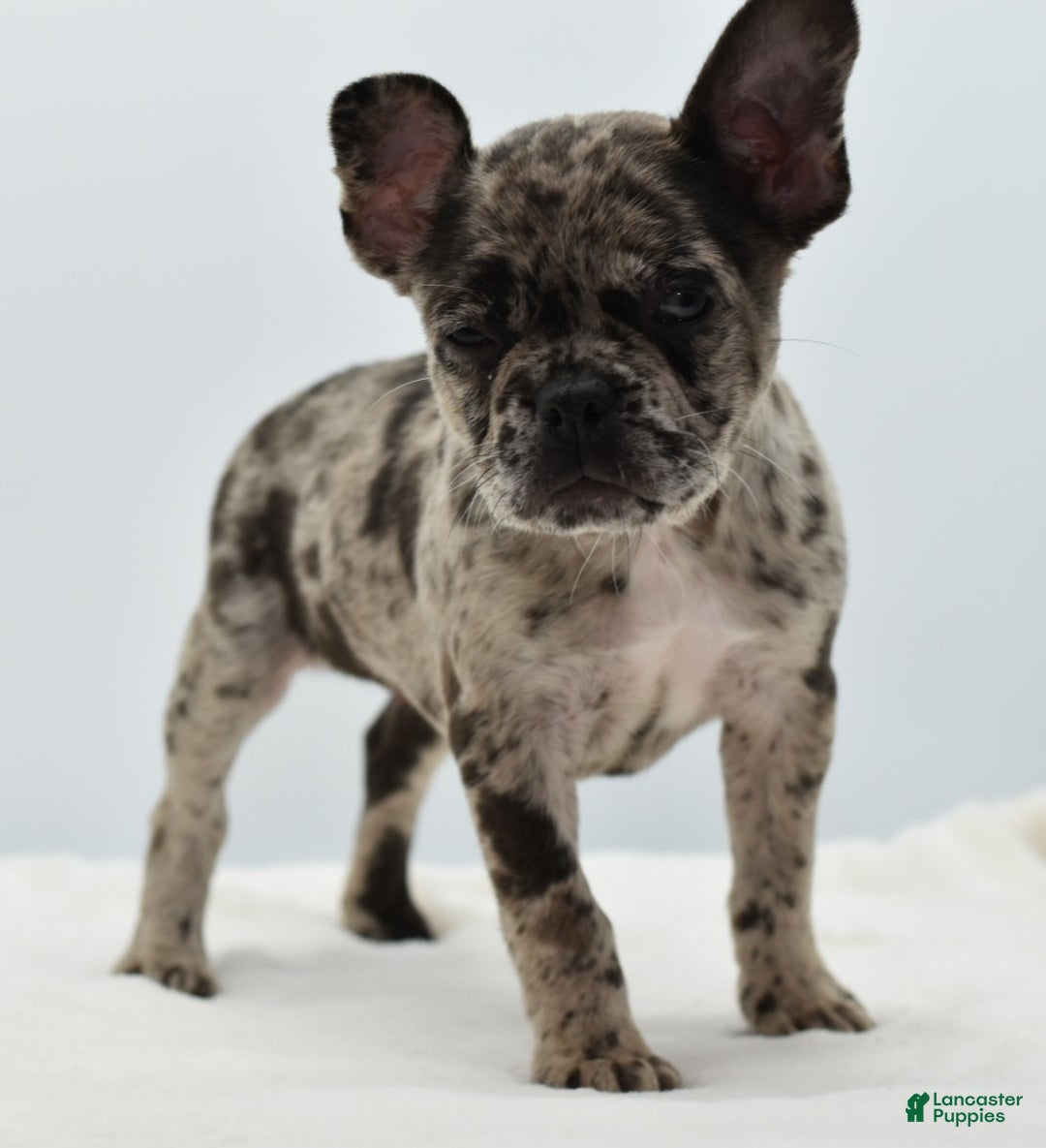 Mixed Breed dogs for sale: Zuki hybrid puppy  - Ad 11