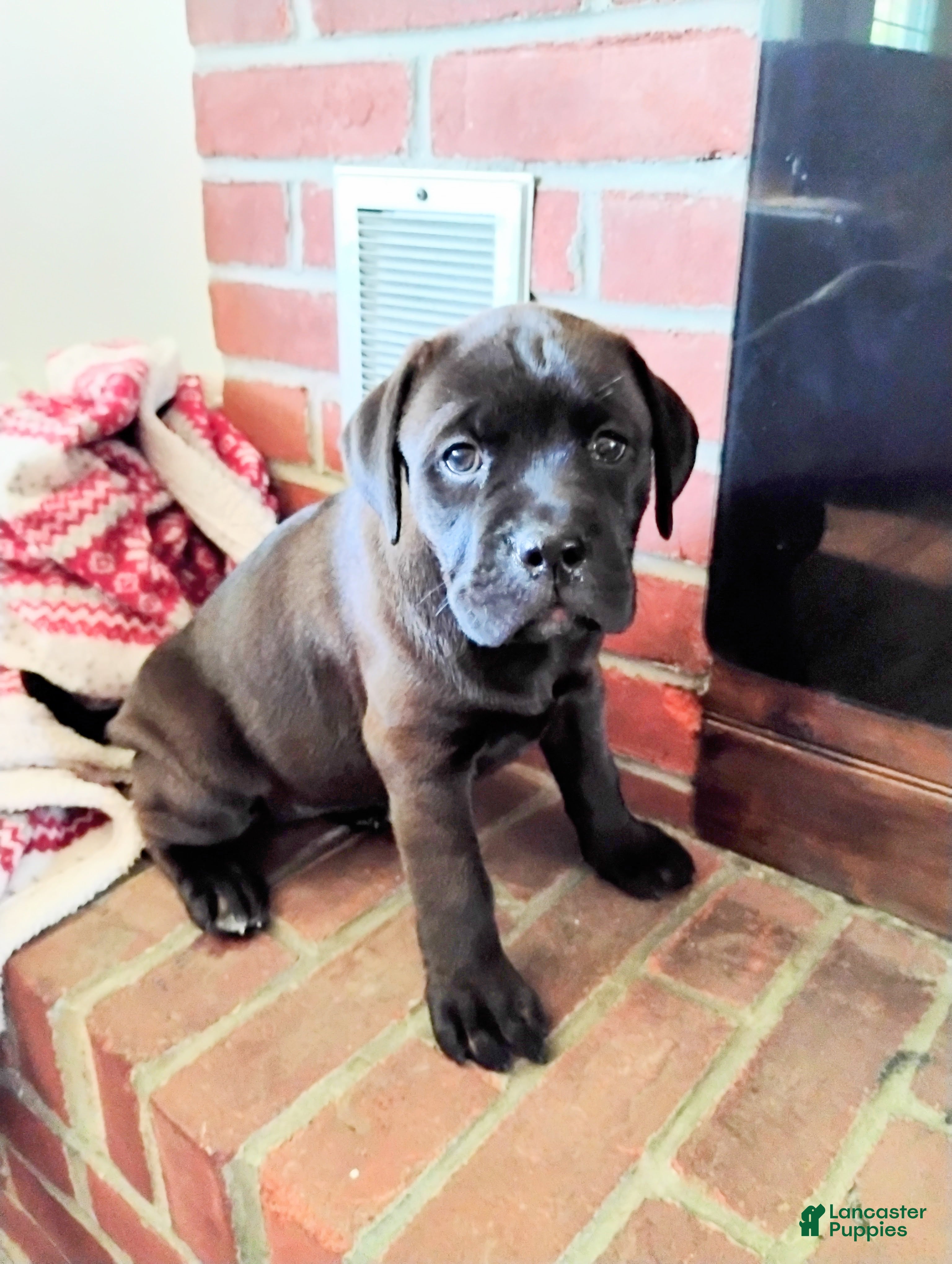 Mixed Breed dogs Peanut - Ad 11