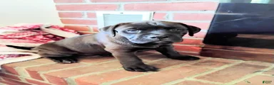 Peanut