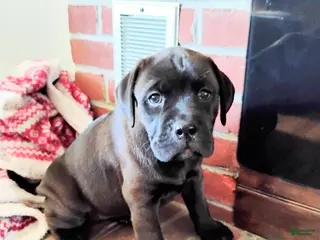 Mixed Breed dogs Peanut - Ad 11