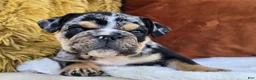 English Bulldog dogs for sale: Rubble - Ad 5