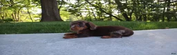 Dachshund dogs for sale: Chase - Ad 4