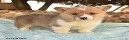 Welsh Corgi Pembroke dogs for sale: Roscoe - Ad 2