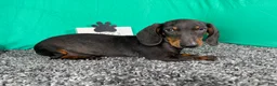 Miniature Dachshund dogs for sale: Miniature Dachshund 2 - Ad 9