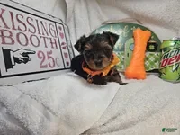 Yorkshire Terrier dogs Sofia (Black and Red) - Ad 38