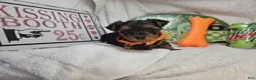 Yorkshire Terrier dogs for sale: Sofia (Black and Red) - Ad 1