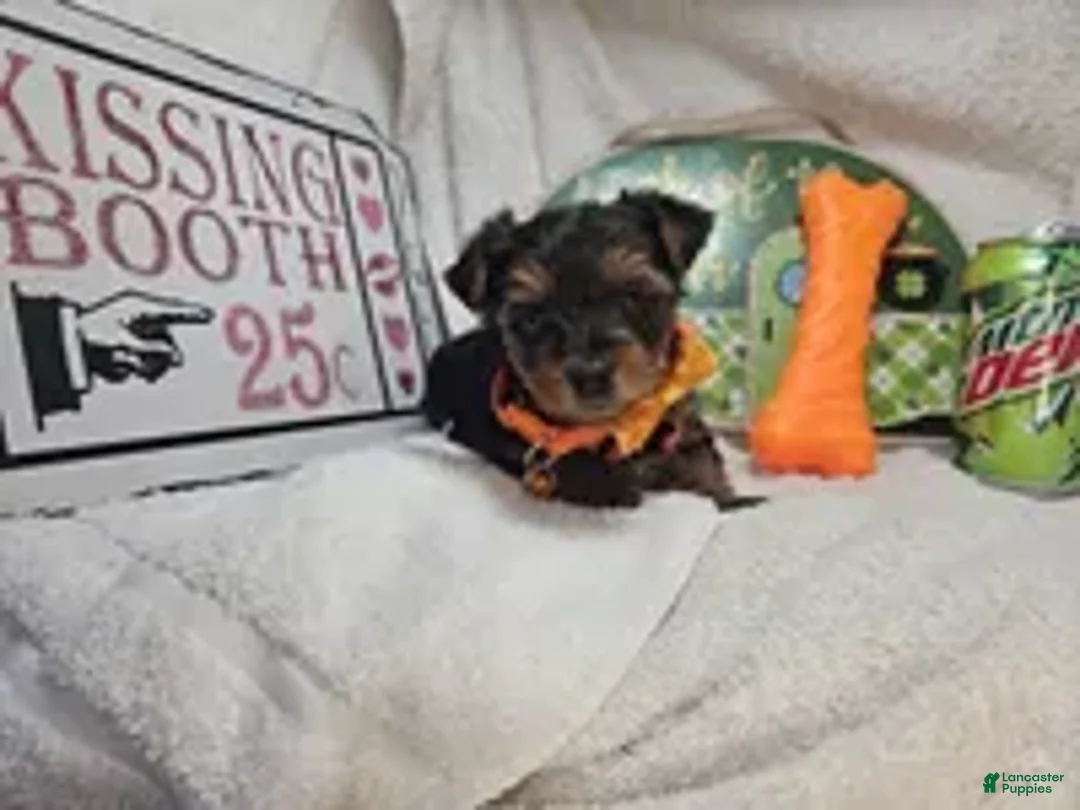 Yorkshire Terrier dogs for sale: Sofia (Black and Red) - Ad 1