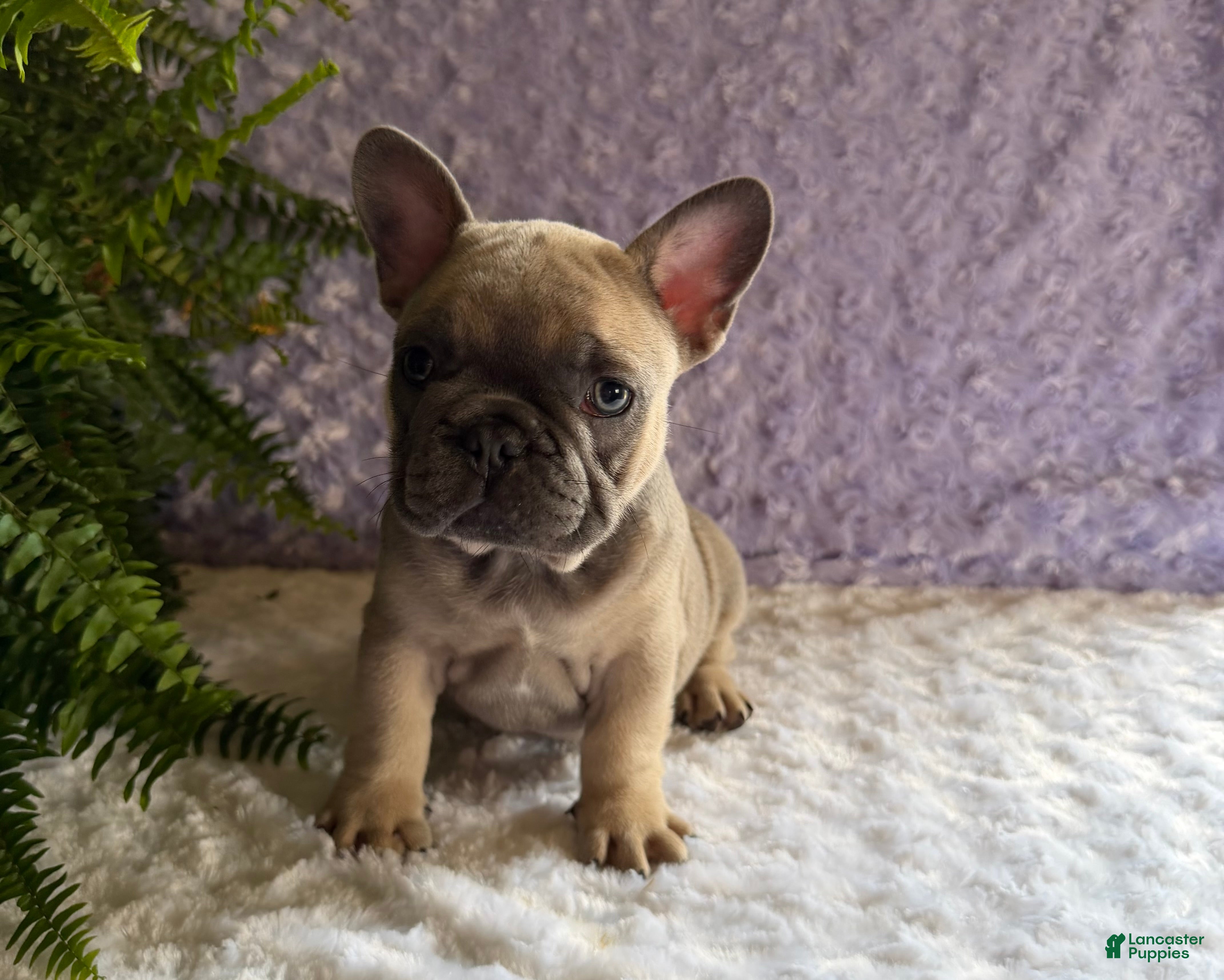 French Bulldog dogs Smokey - Ad 1