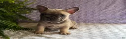French Bulldog dogs for sale: Smokey - Ad 1