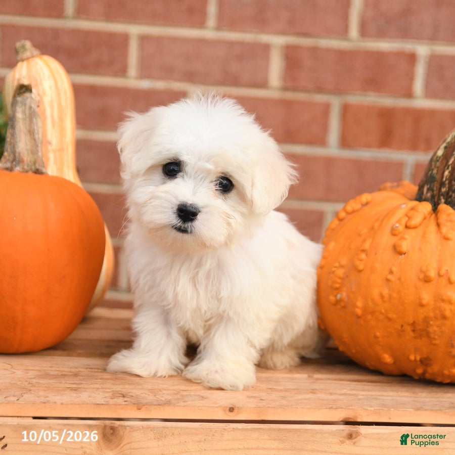 Maltipoo dogs Fiona - Ad 1