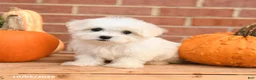 Maltipoo dogs for sale: Fiona - Ad 1