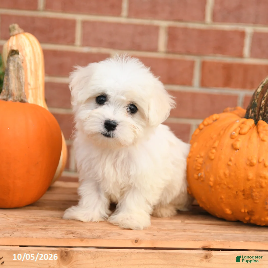 Maltipoo dogs for sale: Fiona - Ad 1
