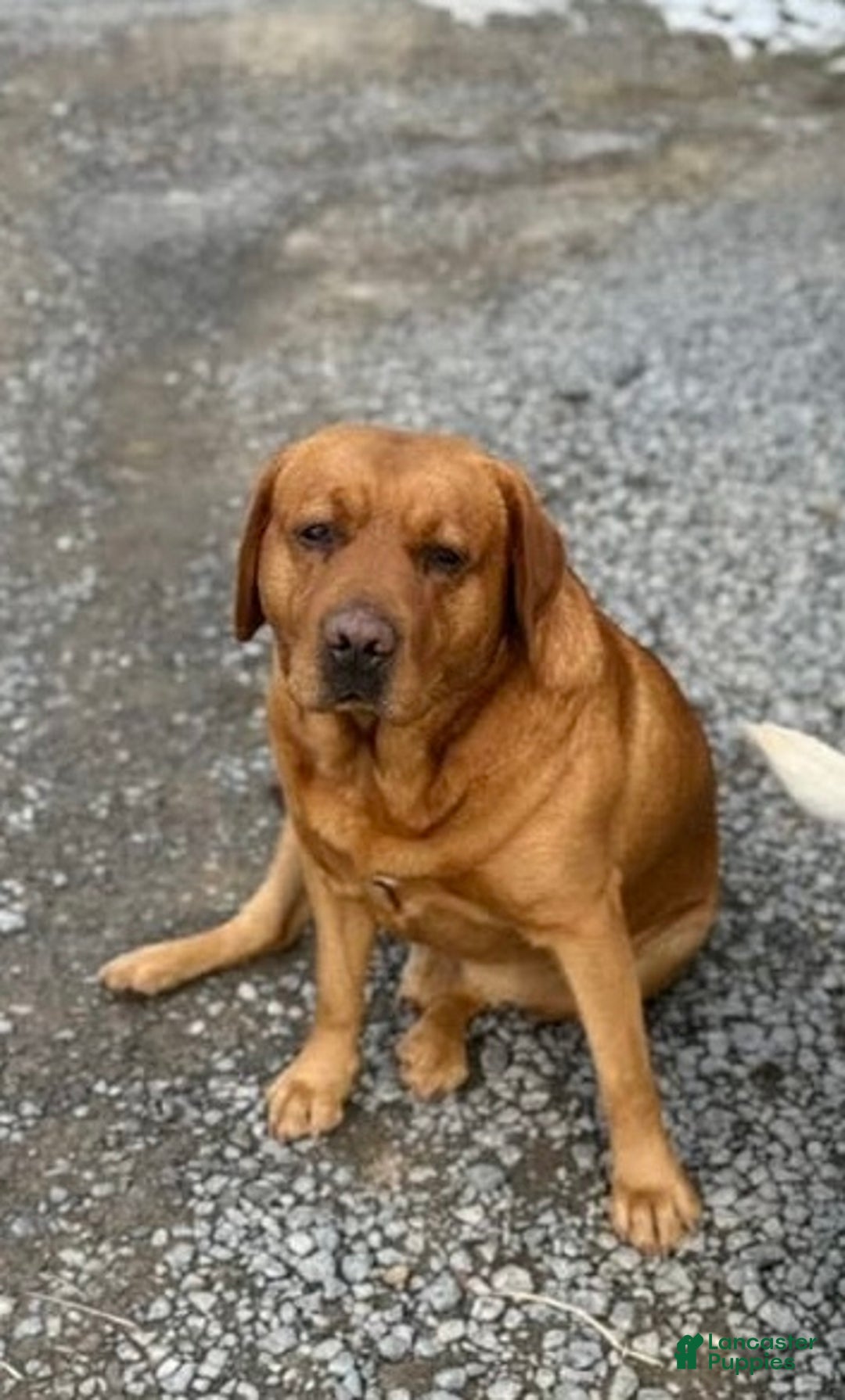 Labrador Retriever dogs for sale: Labrador Retriever Puppy 3 - Ad 5