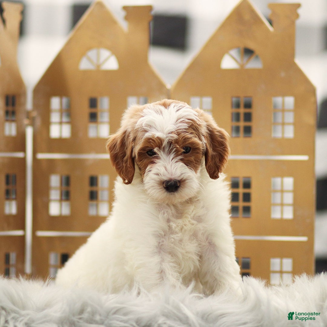 Goldendoodle dogs for sale: Lilac - Ad 2