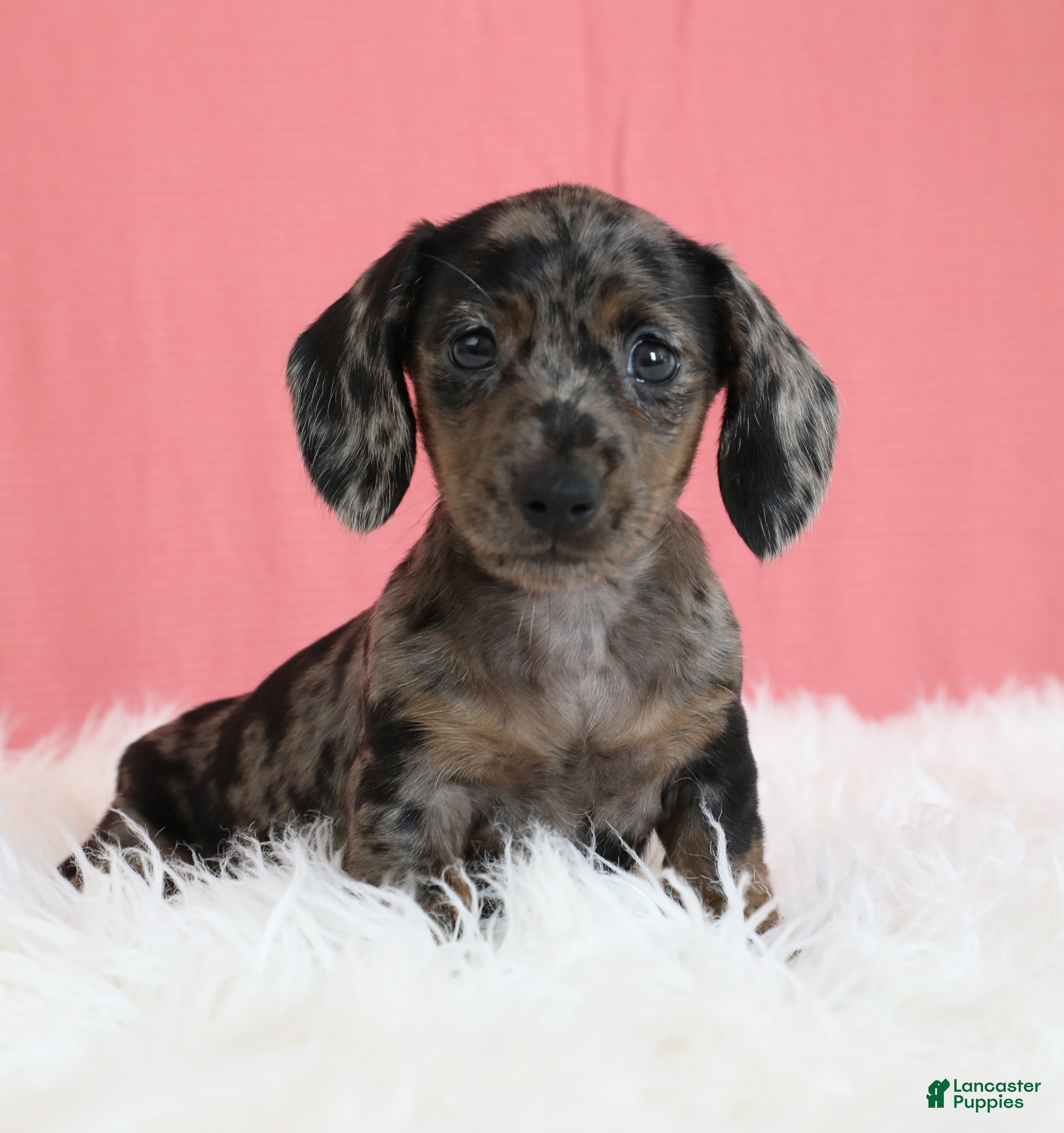 Miniature Dachshund dogs Peaches 🍑 - Ad 1