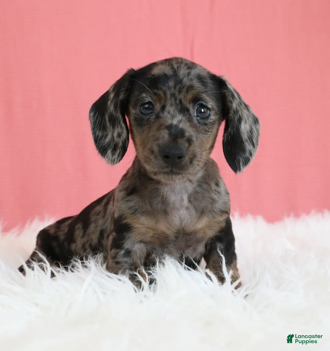 Miniature Dachshund dogs for sale: Peaches 🍑 - Ad 1