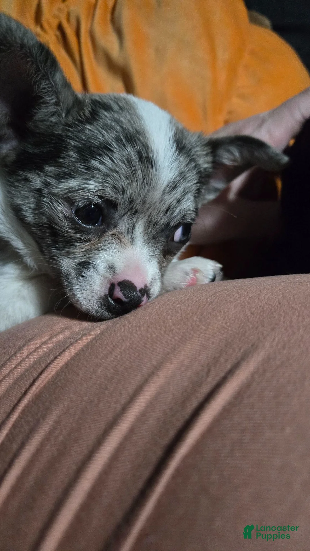 Chihuahua dogs for sale: Chihuahua 1 - Ad 6